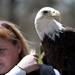 A bald eagle is perched with its handler during Earth Day on Sunday, April 21. AnnArbor.com I Daniel Brenner